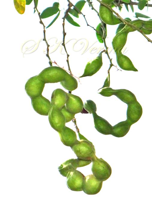  Legume (Young)